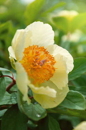 Yellow peony in full bloom reveals vivid stamen under soft daylightの写真素材