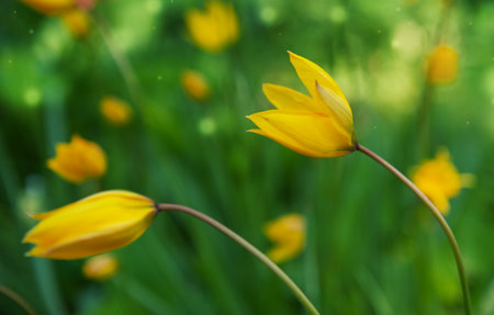 Yellow tulips bend gently in a green spring meadow under soft sunlightの写真素材