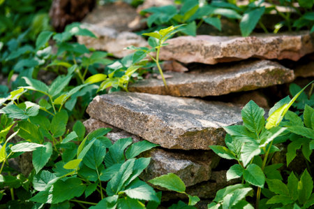 Flat garden stones stacked in wild green foliage under sunlight. Ideal for eco, forest, or rustic landscaping themesの写真素材