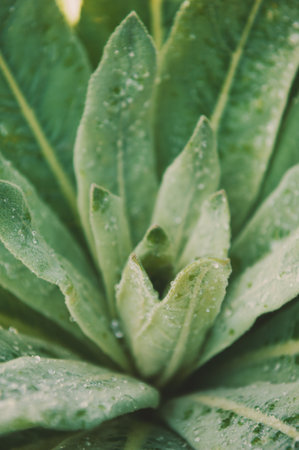 Closeup of green leaf with morning dew showcases nature's purity and textureの写真素材