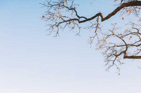 Minimalist autumn scene captures seasonal stillness and height with bare tree branches against a clear blue skyの写真素材