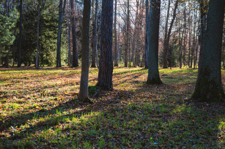 Peaceful woodland scene with autumn tones and sunlight streams through forest treesの写真素材