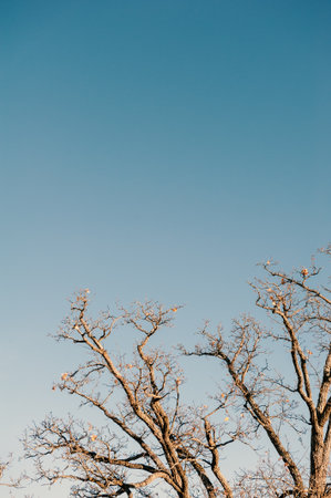 Minimalist autumn scene captures seasonal stillness and height with bare tree branches against a...