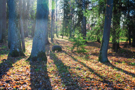 Peaceful woodland scene with autumn tones and sunlight streams through forest treesの写真素材