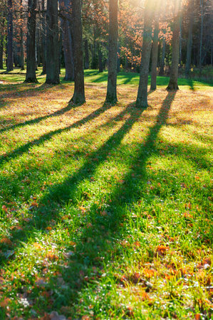 Peaceful woodland scene with autumn tones and sunlight streams through forest treesの写真素材