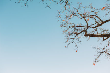 Minimalist autumn scene captures seasonal stillness and height with bare tree branches against a clear blue skyの写真素材