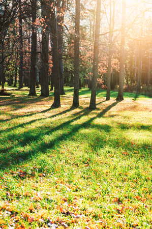 Peaceful woodland scene with autumn tones and sunlight streams through forest treesの写真素材
