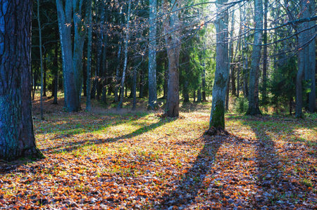 Peaceful woodland scene with autumn tones and sunlight streams through forest treesの写真素材