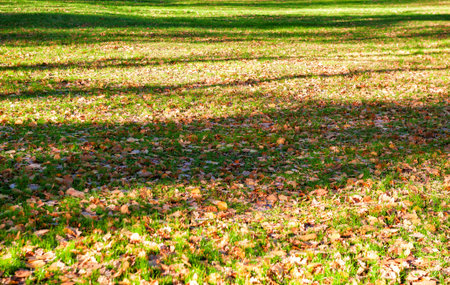 Fallen autumn leaves blanket a grassy meadow in warm sunlight. Perfect for nature, foliage, and outdoor background conceptsの写真素材