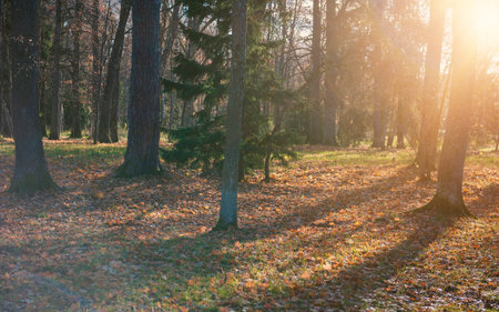Peaceful woodland scene with autumn tones and sunlight streams through forest treesの写真素材