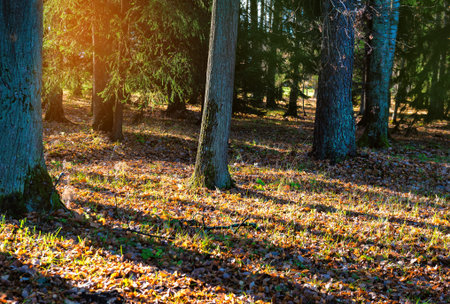 Peaceful woodland scene with autumn tones and sunlight streams through forest treesの写真素材