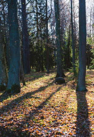 Peaceful woodland scene with autumn tones and sunlight streams through forest treesの写真素材
