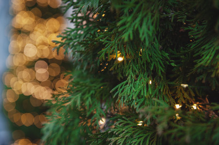 Glowing holiday lights decorate lush green cedar foliage. Perfect for Christmas, winter garden, or celebration themesの写真素材