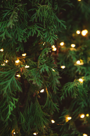 Glowing holiday lights decorate lush green cedar foliage. Perfect for Christmas, winter garden, or celebration themesの写真素材