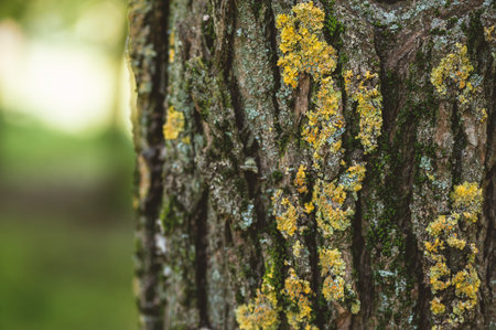 Organic woodland texture with wild mushrooms growing on a tree trunk in a forestの写真素材