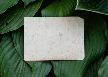 Vintage empty paper lies on green leaves of a plant, creating a rustic and natural background. The weathered sheet blends with botanical foliage, offering an eco-friendly textureの写真素材