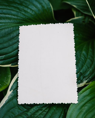 Vintage empty paper lies on green leaves of a plant, creating a rustic and natural background. The...