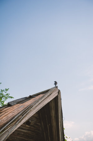 Lonely crow perched on a weathered wooden rooftop under a clear blue sky