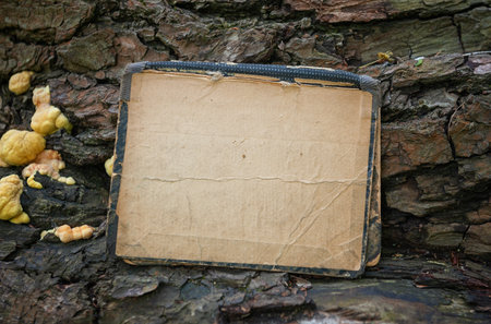 Vintage empty paper on the old wooden bark texture of tree background
