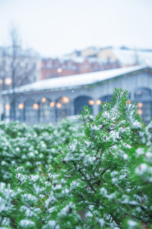 Snow covered pine branches create a peaceful winter scene in the cityの写真素材