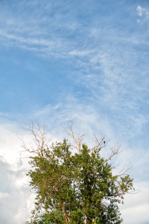 Tall tree with green foliage, dry branches and birds stands under blue skyの写真素材