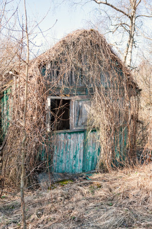Abandoned derelict wooden shack with dry vines branches roof stands in rural wildernessの写真素材