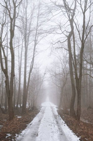 Dark foggy forest winter landscape background with leafless treesの写真素材
