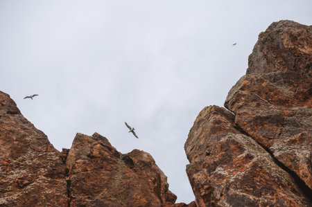 Birds glide above rugged cliffs under a calm sky capturing freedom and wildernessの写真素材