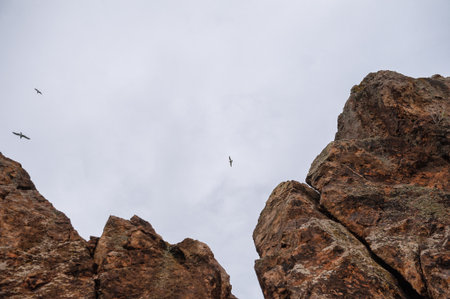 Birds glide above rugged cliffs under a calm sky capturing freedom and wildernessの写真素材