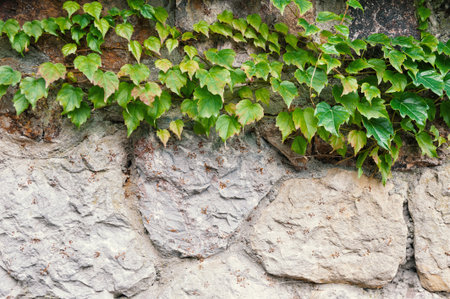 Outdoor background with lush foliage of green ivy climbing across rustic stone wallの写真素材
