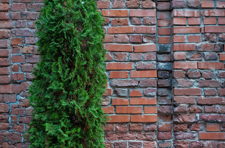 Weathered brick wall with rustic texture with thuja tree greenery contrastsの写真素材
