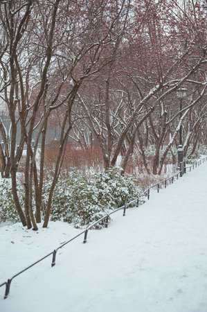 Snowy alley is lined with trees bearing red berries in winterの写真素材
