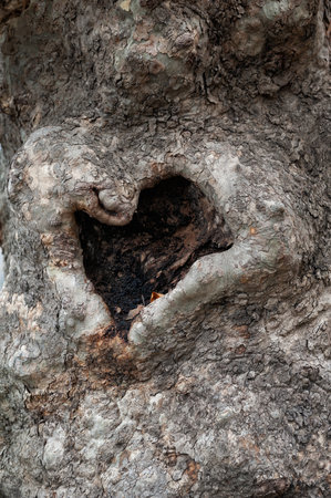 Heart shaped hollow bark tree textureの写真素材