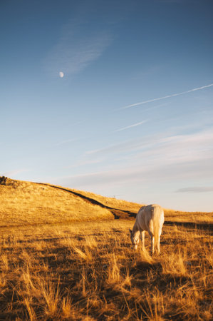 Golden meadow frames grazing horse under blue sky with rising moon