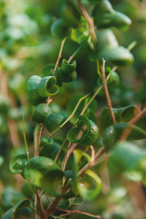 Botanical foliage background with spiral green texture and soft bokeh blur