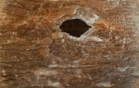 Rustic weathered wooden texture with natural knot holeの写真素材