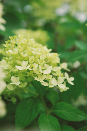 Elegant shrub summer scene with white hydrangea flowers in lush garden