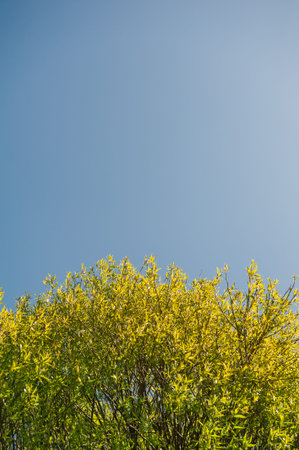 Natural spring background with green foliage under clear blue sky