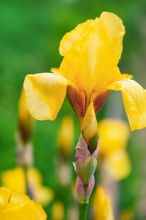 Bright floral beauty background with yellow iris blossom and soft bokeh