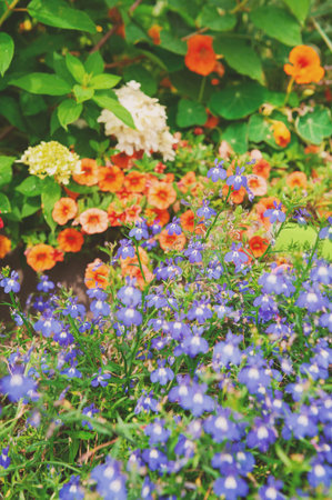 Natural garden background with colorful wildflowers blooming in summer meadow