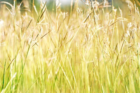 Golden grassの写真素材