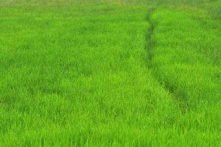 Rice paddy field の写真素材