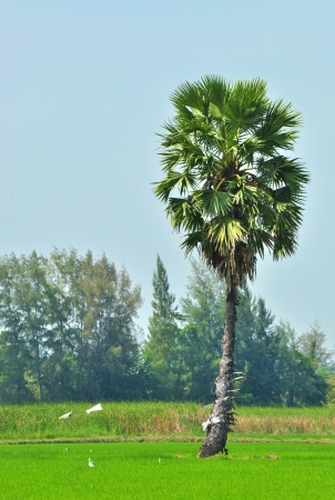 Sugar palm tree in the rice paddy field の写真素材