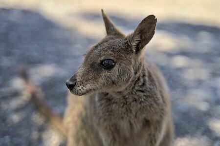 Australian Wallabie on a stone surface right before I fed it with kangaroo foodの素材 [FY310145605843]