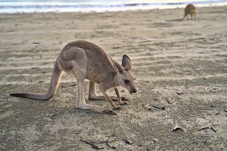 Kangaroo during sunrise at Cape Hillsborough. They disappear as soon as it becomes to hotの写真素材