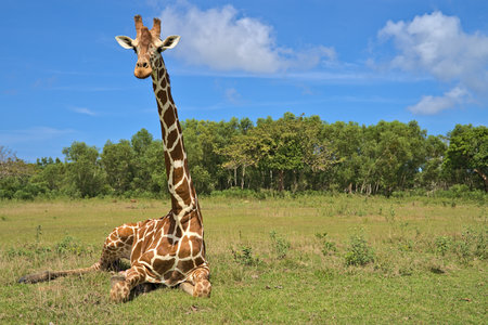 Giraffe on Calauit Island in the safari parkの写真素材