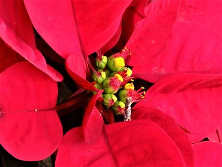 red flowerの写真素材