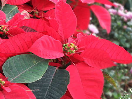 red flowerの写真素材