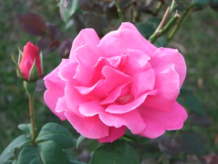 rose flowerの写真素材