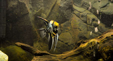 Angel Fish